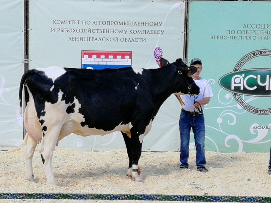 Корова Мурка из племзавода «Гатчинское» стала лучшей на выставке племенных животных