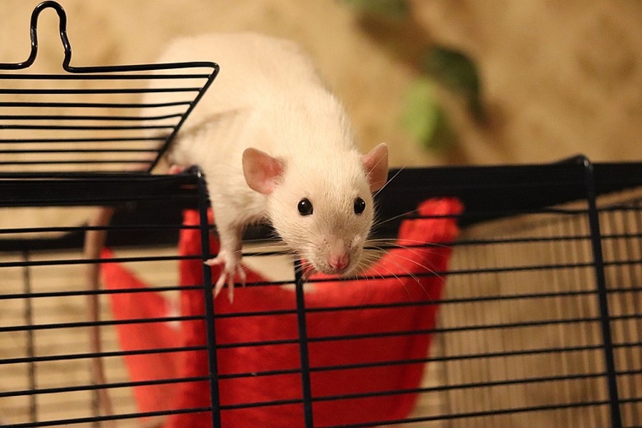 Как правильно встретить год Белой металлической крысы?