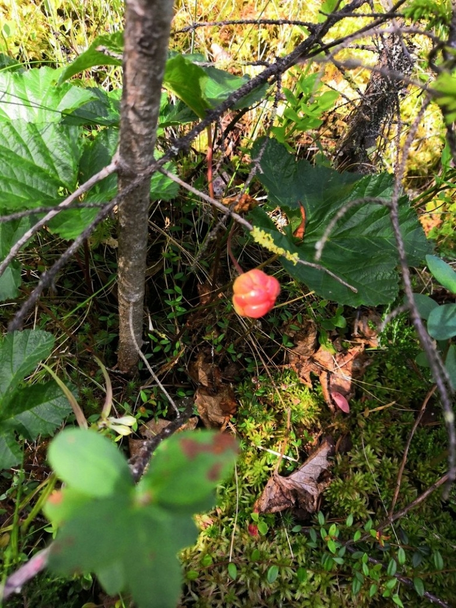 Леса Гатчинского района пока не радуют жителей хорошим урожаем грибов. Зато есть ягоды