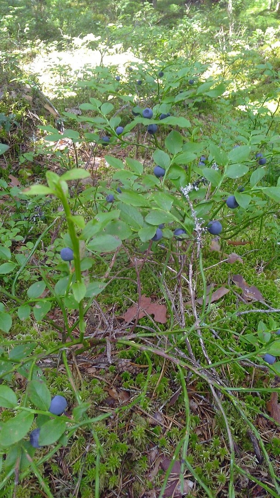 Леса Гатчинского района пока не радуют жителей хорошим урожаем грибов. Зато есть ягоды