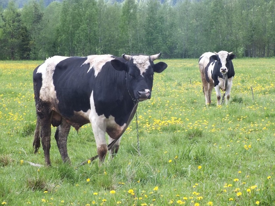 В Ленинградской области открылась новая молочно-товарная ферма
