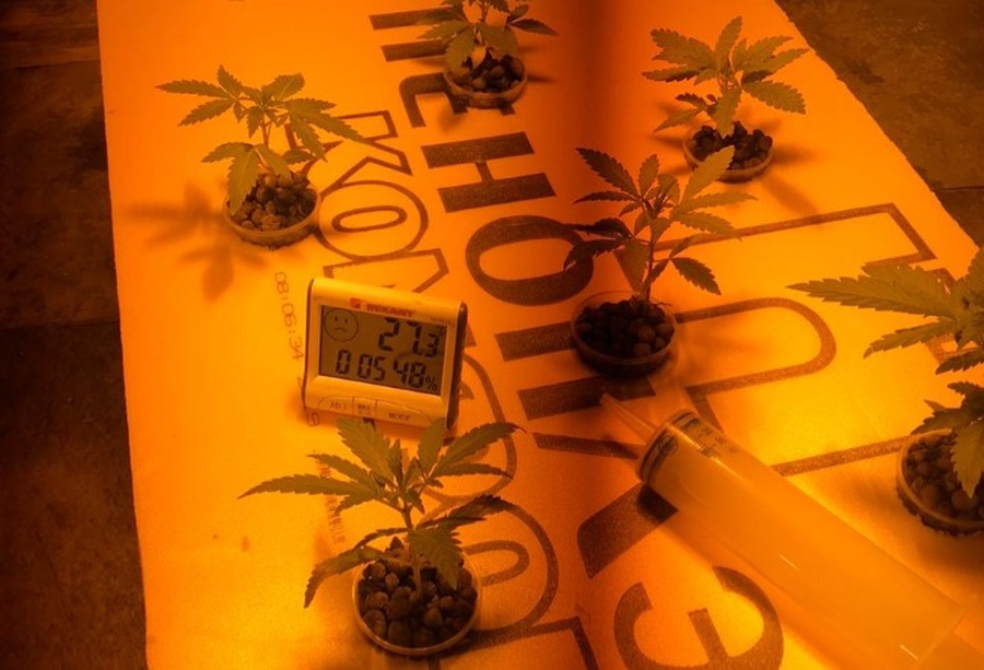 В Гатчинском районе обнаружена плантация марихуаны