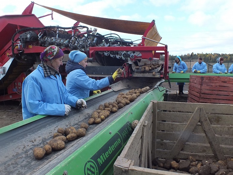 В Ленобласти - рекордный урожай картофеля