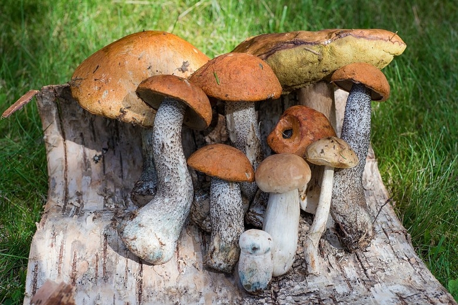 Любители «тихой охоты» рассказали, где самые грибные места в Гатчинском районе