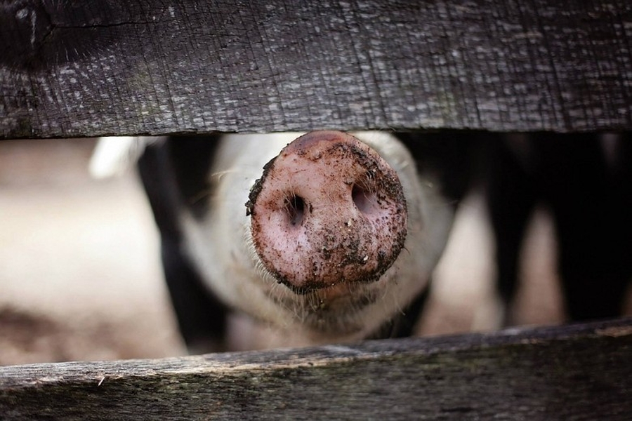 В Гатчинском районе африканской чумы свиней нет