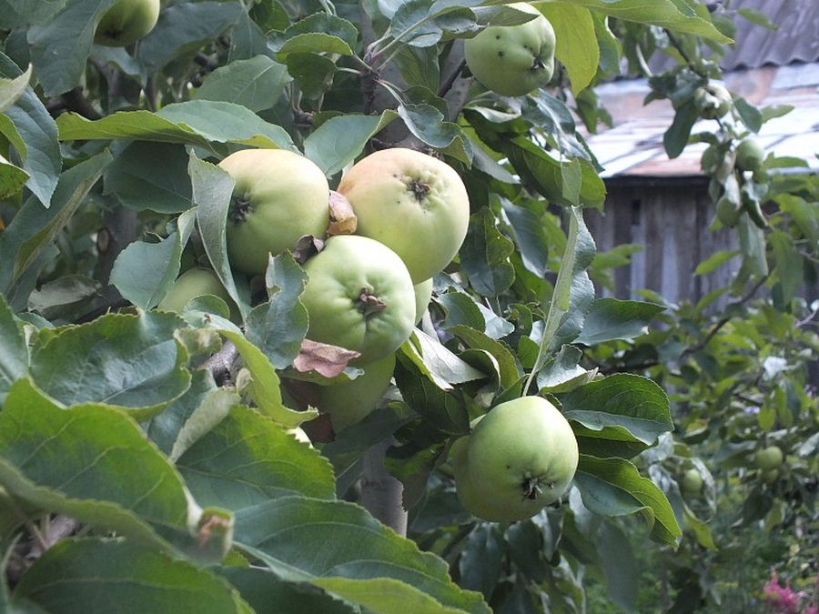 Аграрии пророчат подорожание яблок и картофеля