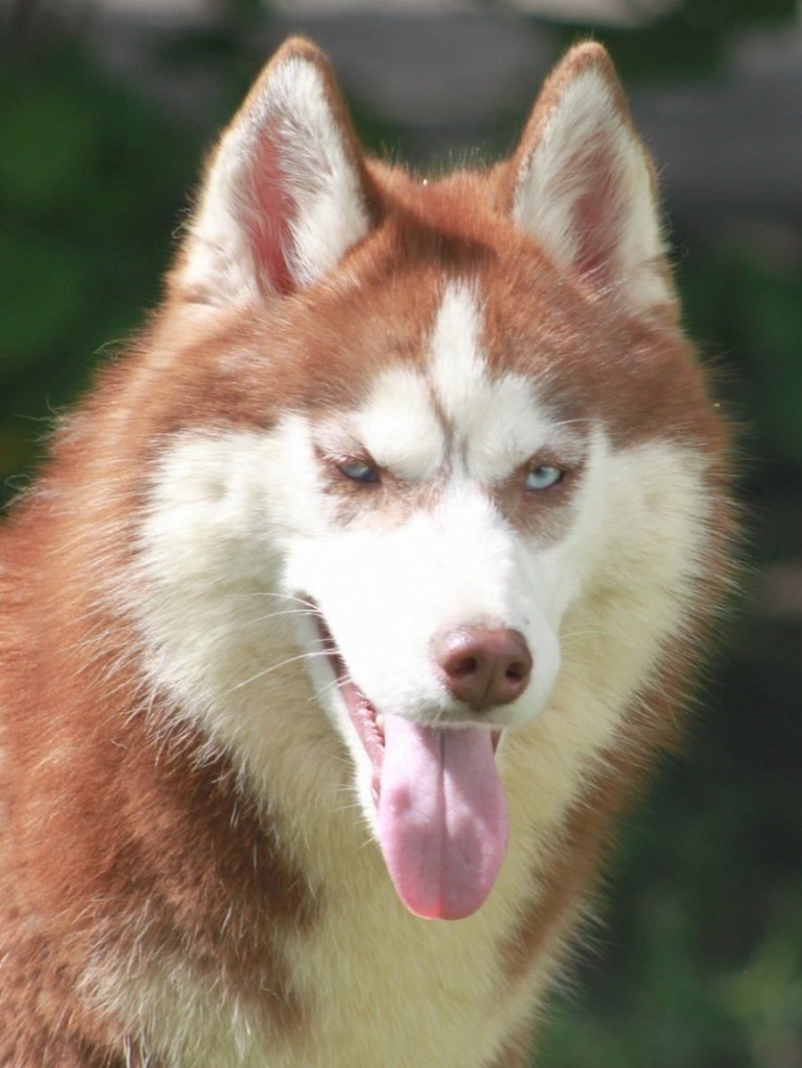 26 августа в Гатчинском районе пропала породистая собака