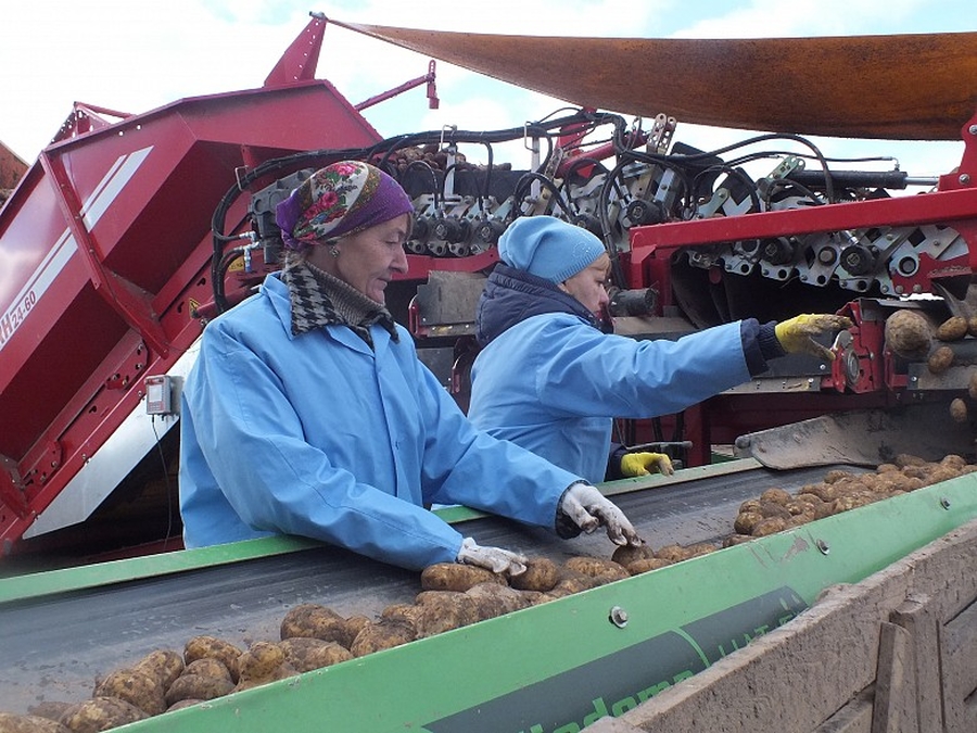 НЕТ импорту: Волосовский район накормит картошкой всю страну