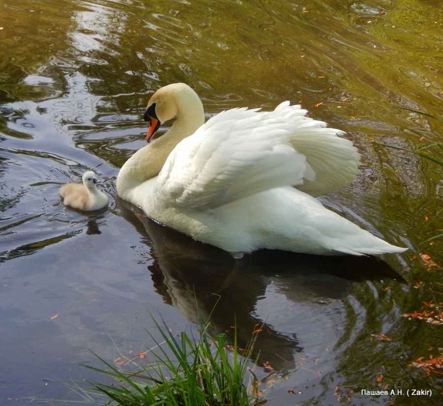 В Гатчинском парке жители увидели отца-лебедя с потомством погибшей подруги