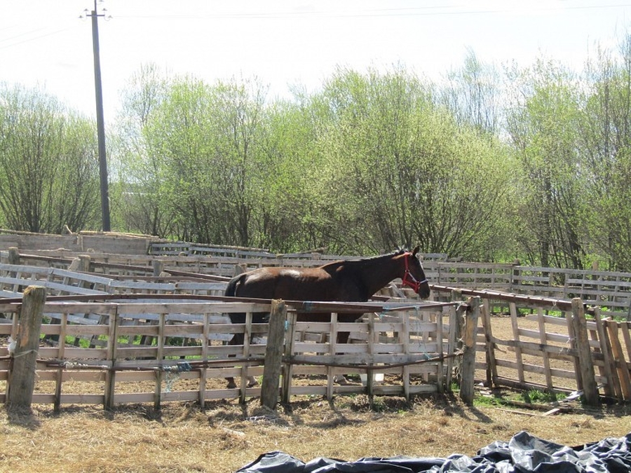 В ночь на 23 мая в деревне Большое Рейзино сгорела конюшня племзавода 