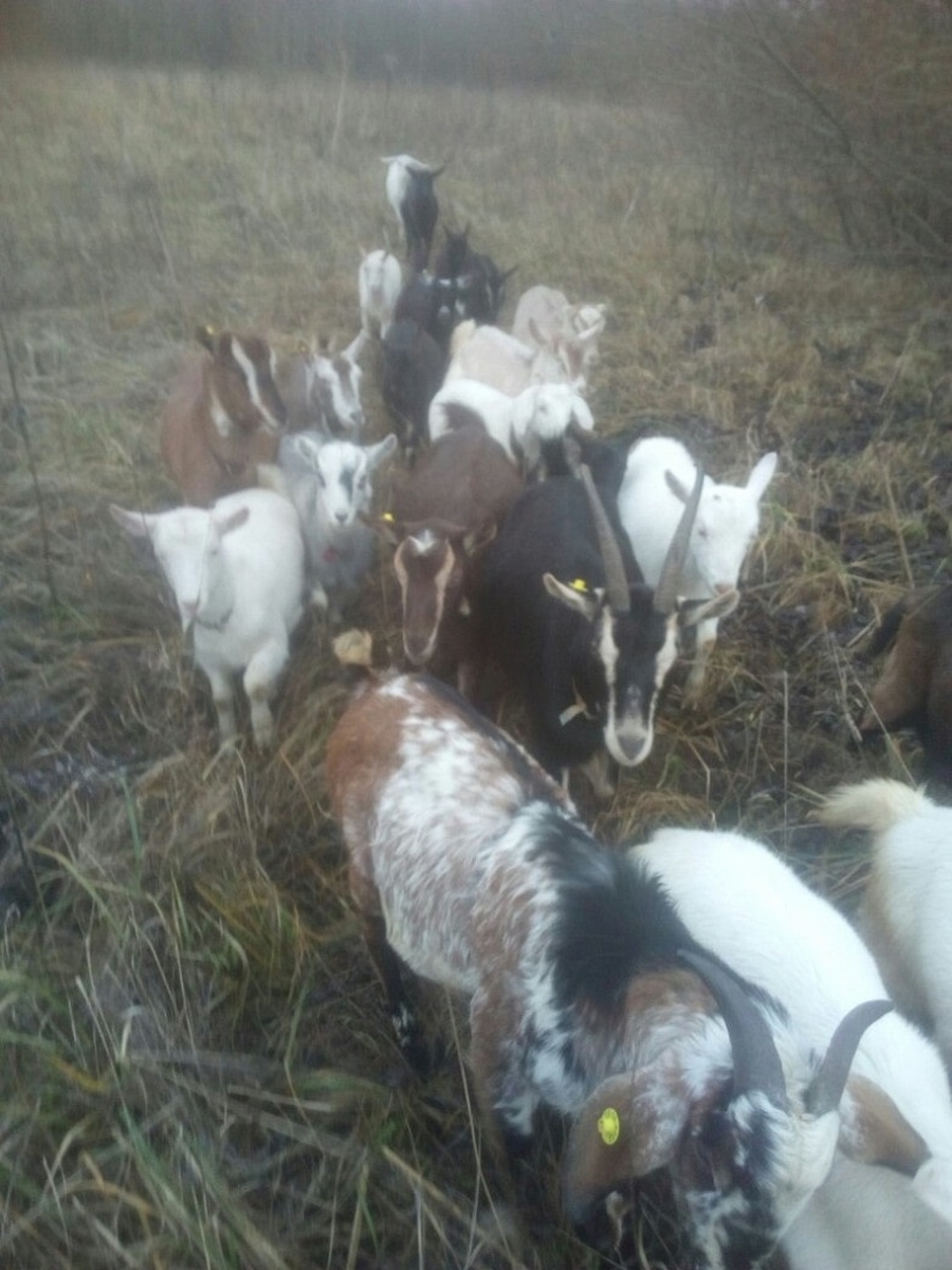 Загулявшие в Гатчинском районе козы заставили поверить в человечность