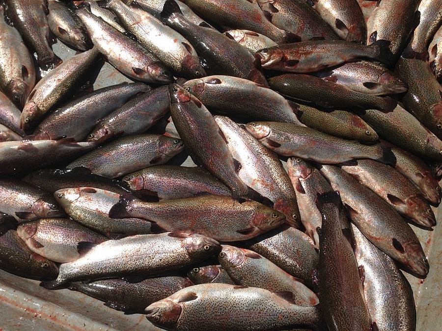 Рыба из Финского залива заражена опасным для человека заболеванием