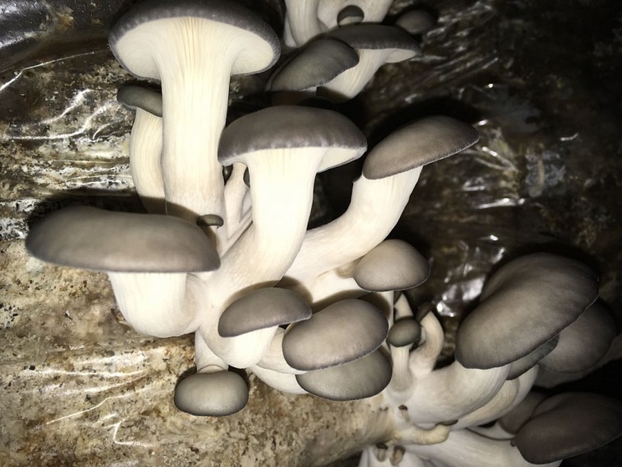 В Малом Верево - круглый год грибной сезон