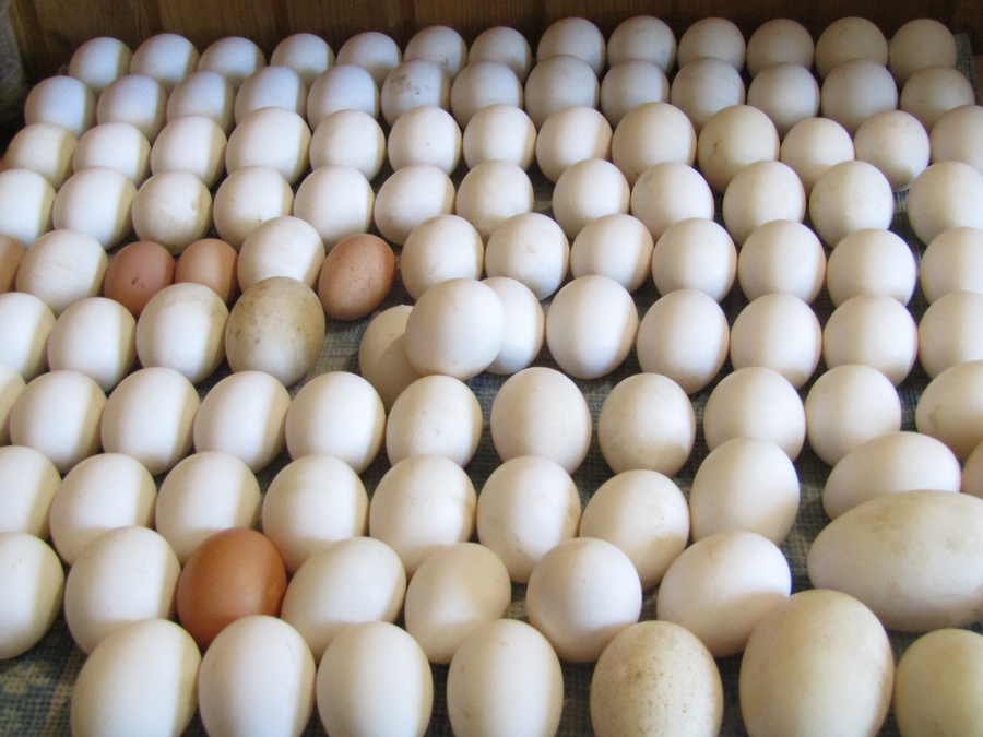 Ленобласть отправит яйца на экспорт в Африку 