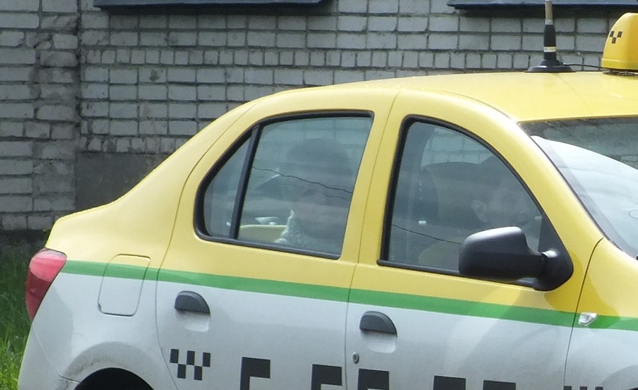 Жёлтое на белом: все такси Ленобласти приведут к общему знаменателю 
