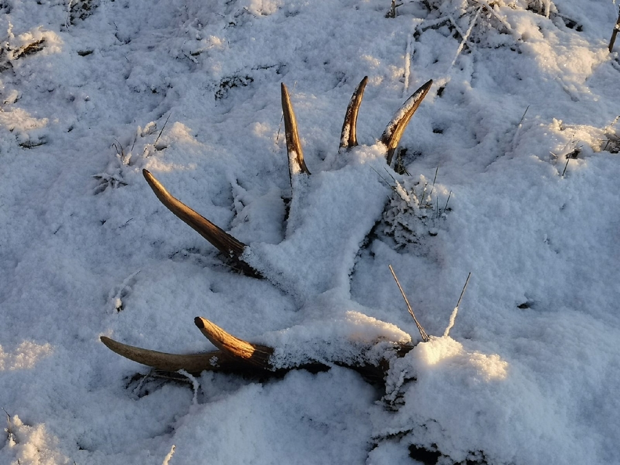 Лоси В Ленинградской области начали сбрасывать рога