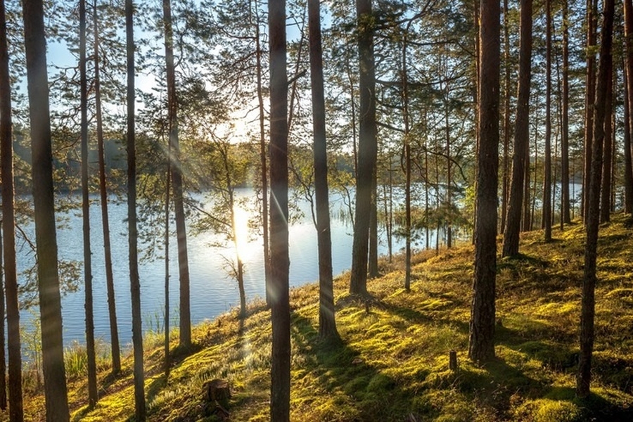 В лесах Ленинградской области – особый режим