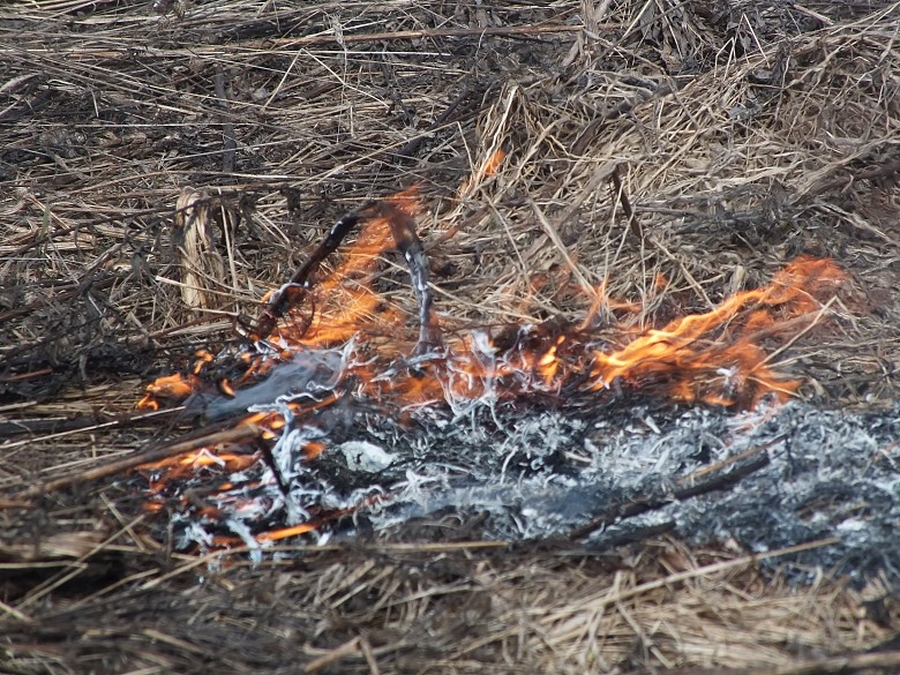 В Ленобласти стала реже гореть трава