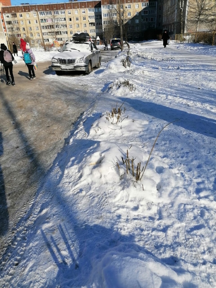 Гатчинская Служба Новостей — Кому помешала сирень в микрорайоне 