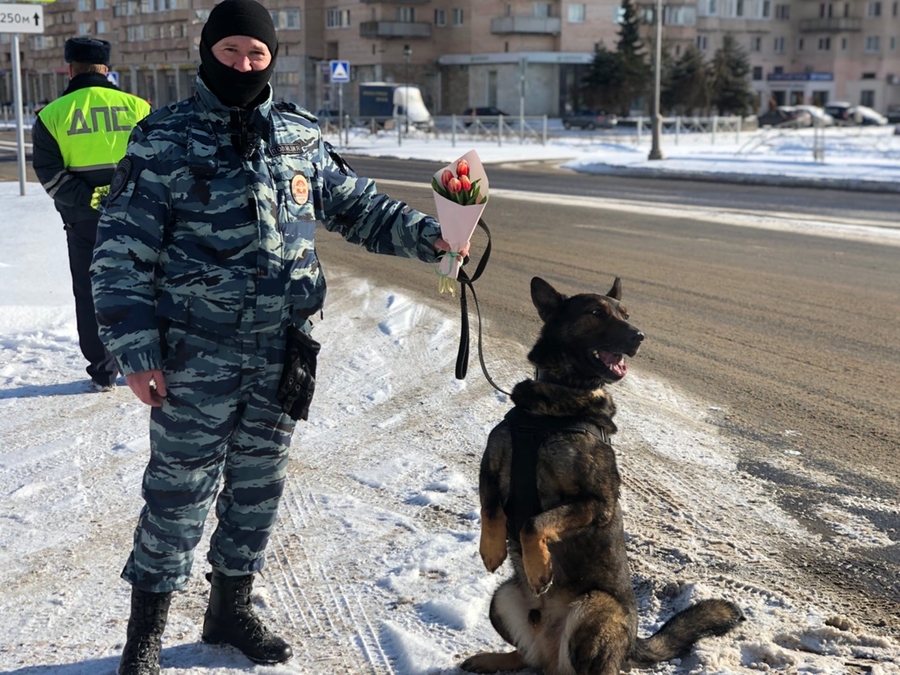 Сотрудники ГИБДД и полицейские с собаками: на гатчинских автодорогах прошла спецоперация