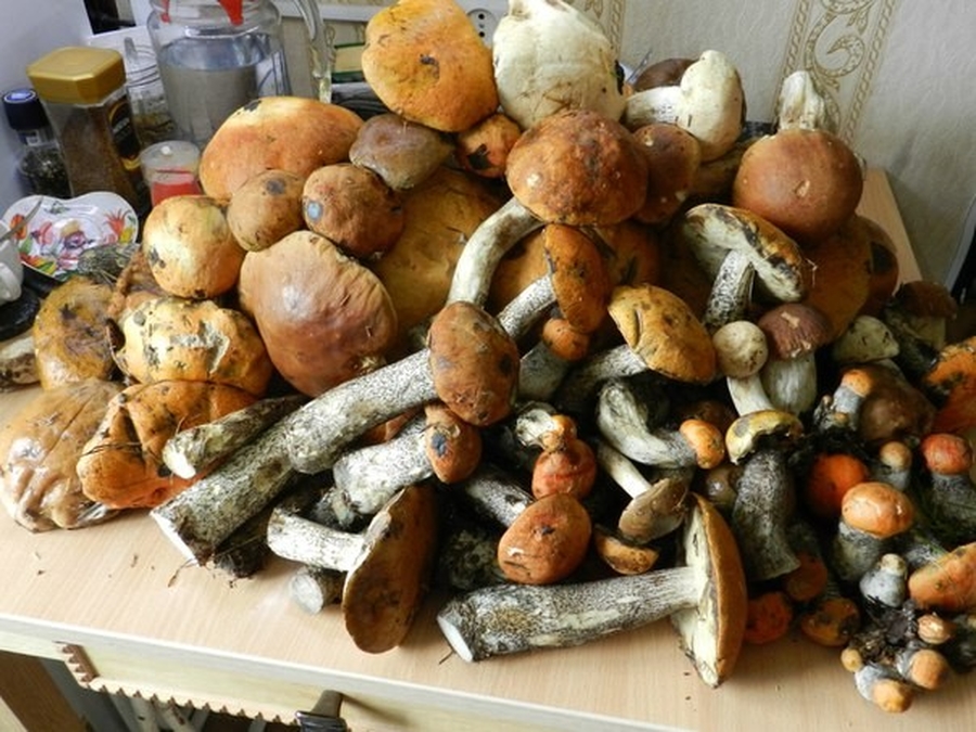 В Гатчинском районе стартовал грибной сезон