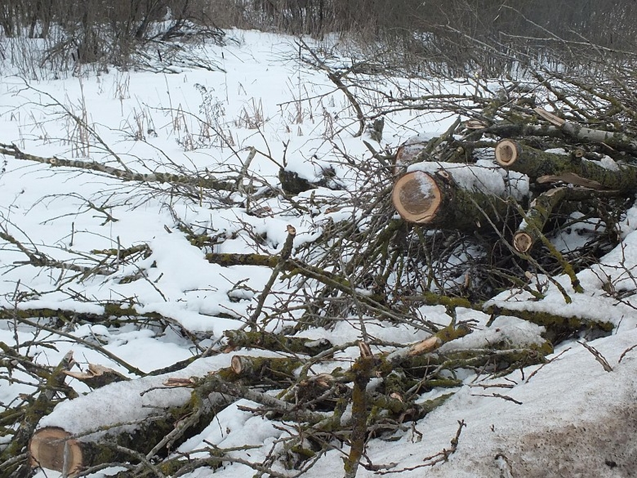В Дружной Горке от лишних деревьев избавятся за 85 тысяч рублей
