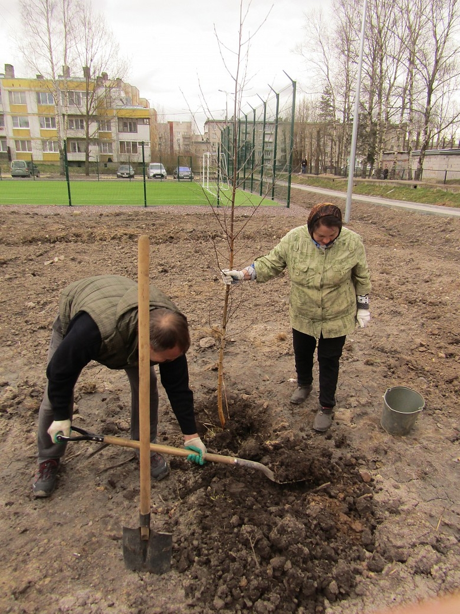 Гатчинская Служба Новостей — К 75-летию Великой Победы в Верево появится  березовая аллея