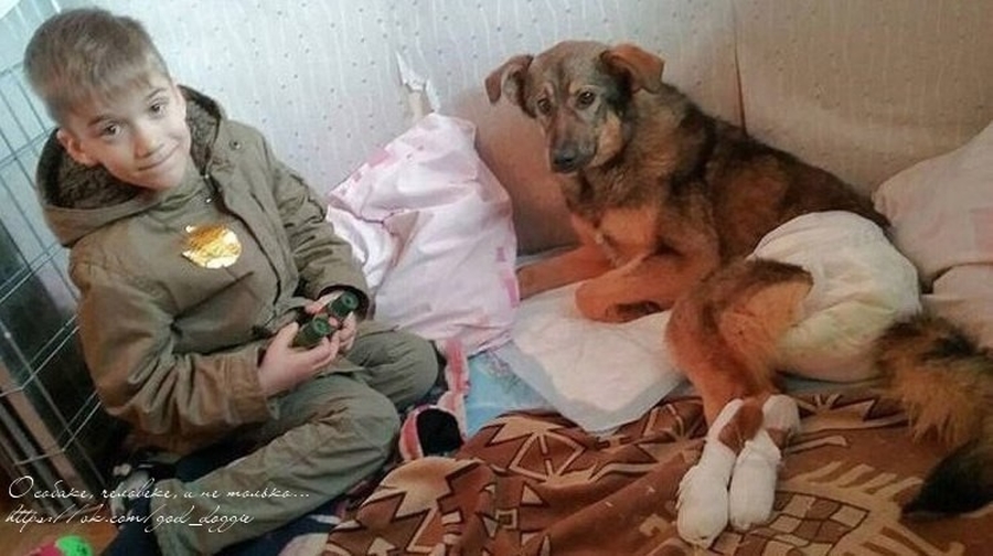 Маленький петербуржец пожертвовал свои сбережения на лечение гатчинской собаки