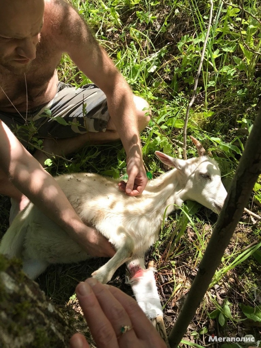 В Гатчинском районе ищут хозяев горе-козы