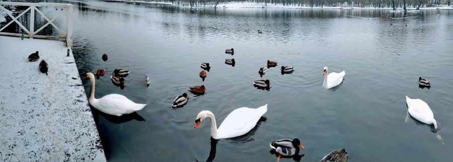 Птицы Гатчинского Парка Фото