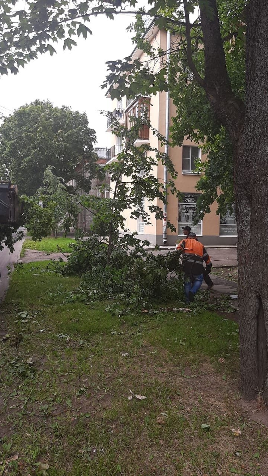 Гатчинская Служба Новостей — Субботняя буря в Гатчине: поваленные деревья и  поврежденные автомобили