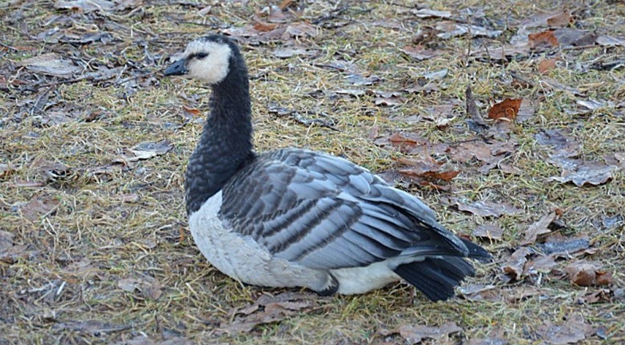 В Гатчинском парке  обосновалась на зимовку необычная птица
