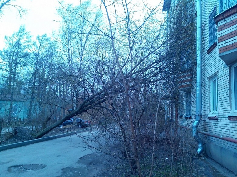 Сильный ветер повалил деревья в Гатчинском районе