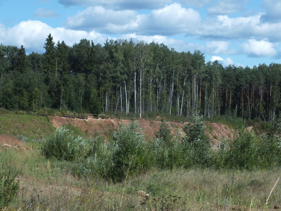 Леса Гатчинского района могут закрыть для посещения