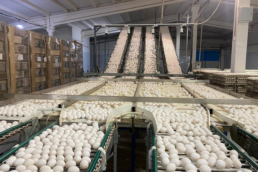 Батовская птицефабрика «Оредеж» увеличила производство яиц