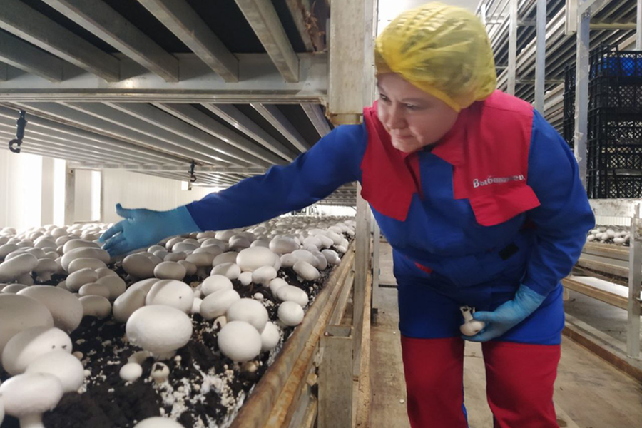 Сами с грибами: регион - в пятерке ведущих производителей шампиньонов России