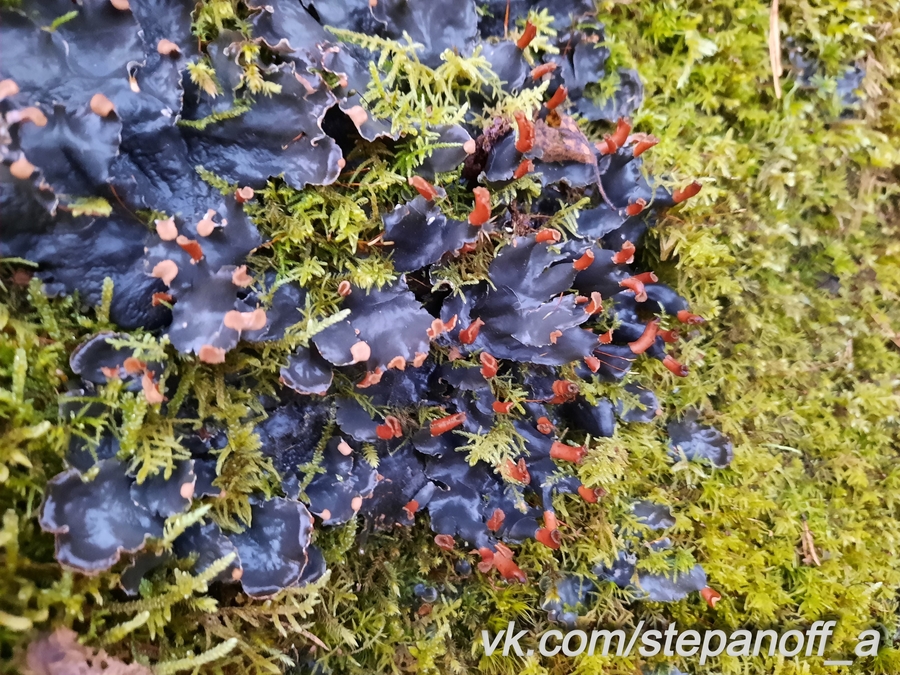 В лесу под Гатчиной обнаружено краснокнижное растение