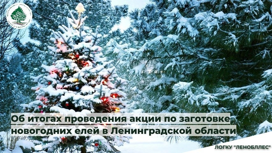 Более 26 тысяч новогодних елей - в подарок от Ленинградской области