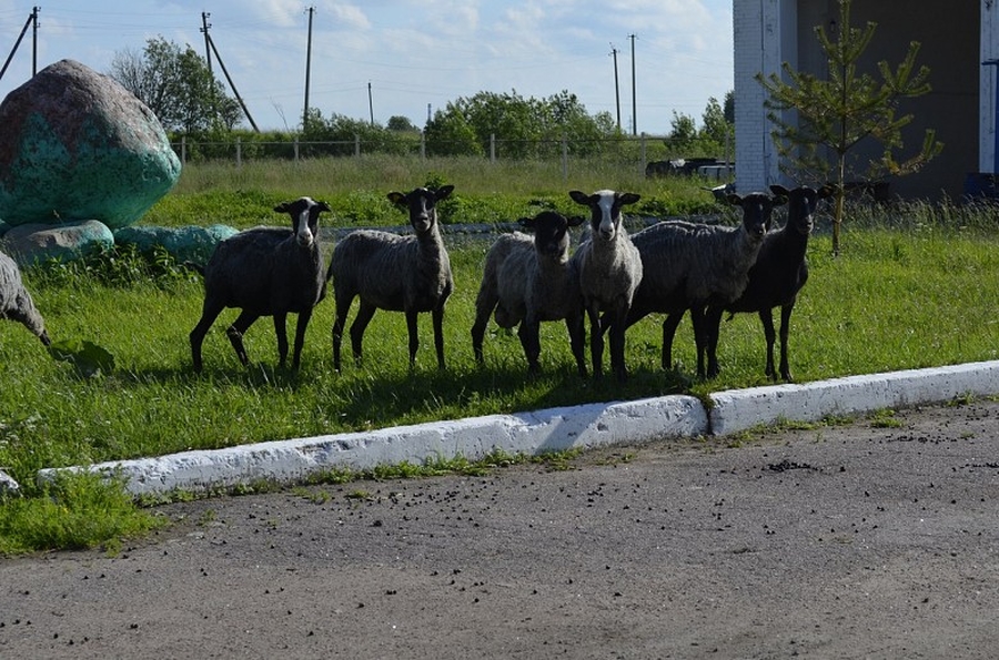 В Гатчинском районе пропали овцы и баран