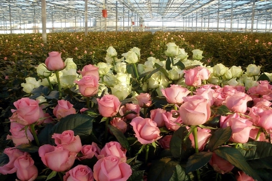Миллион роз из Ленинградской области