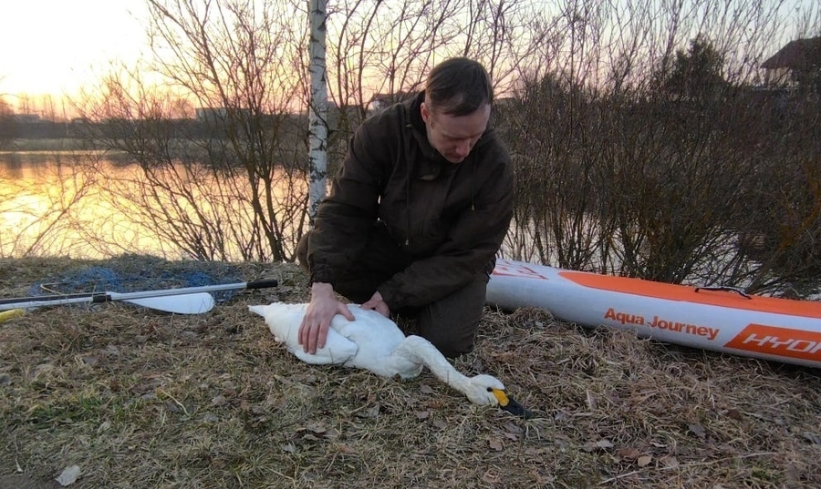 Лебедя с перебитым крылом спасли в Гатчинском районе 