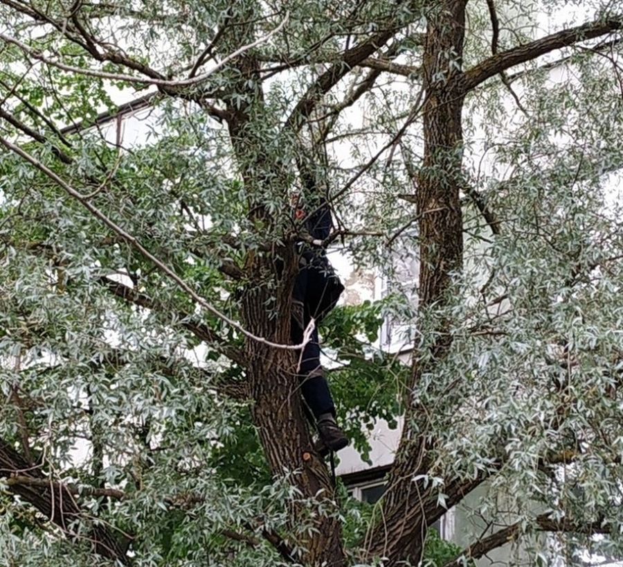 В Коммунаре спасли кота, застрявшего на дереве