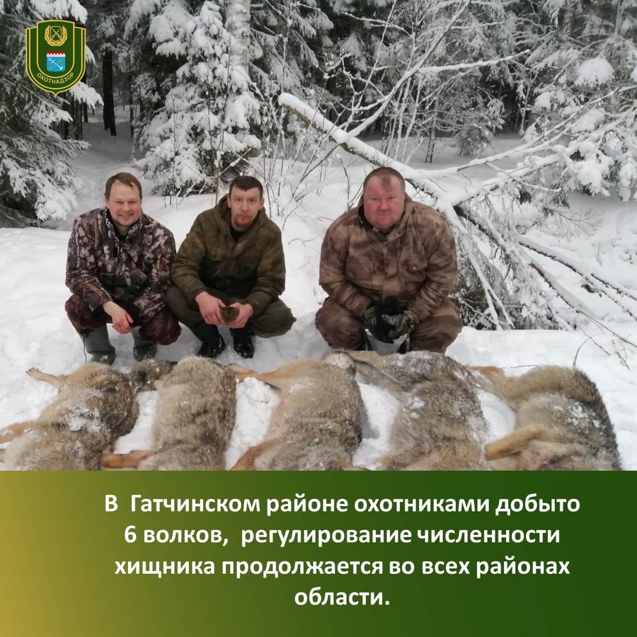  Под Гатчиной охотники уничтожили 6 волков