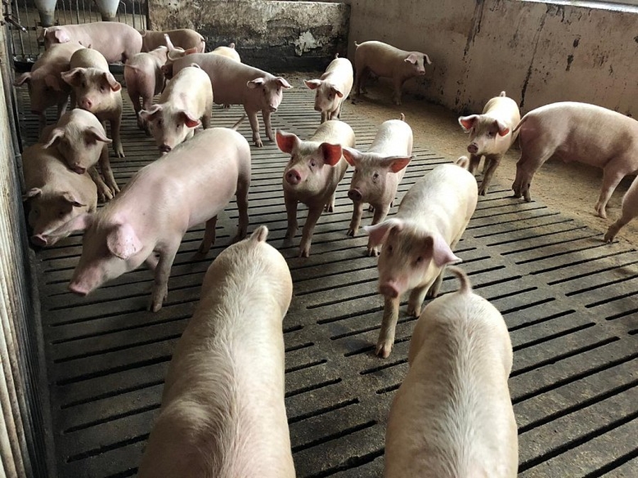 Свиноводам-фермерам предлагают альтернативу