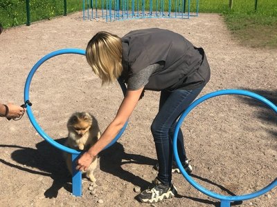 ВИДЕО. Новая площадка для выгула собак в Гатчине. Плюсы, минусы и особенности