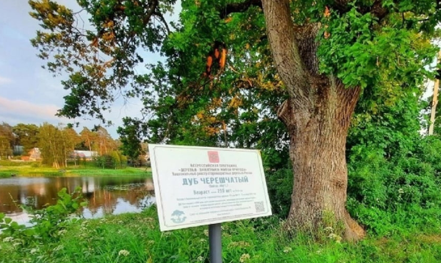  Три дерева из Гатчинского района стали памятниками природы
