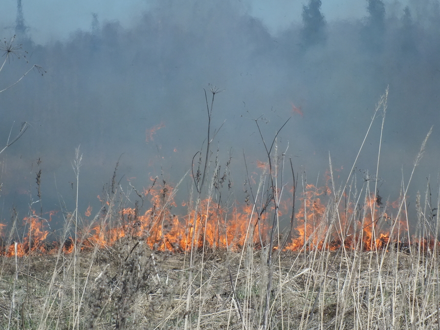 Горит трава: в Ленинградской области сегодня объявлен особый противопожарный режим. 