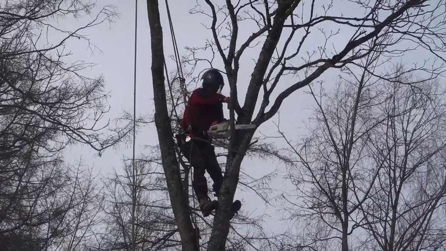 Зачем в Гатчинском парке вырубают деревья?