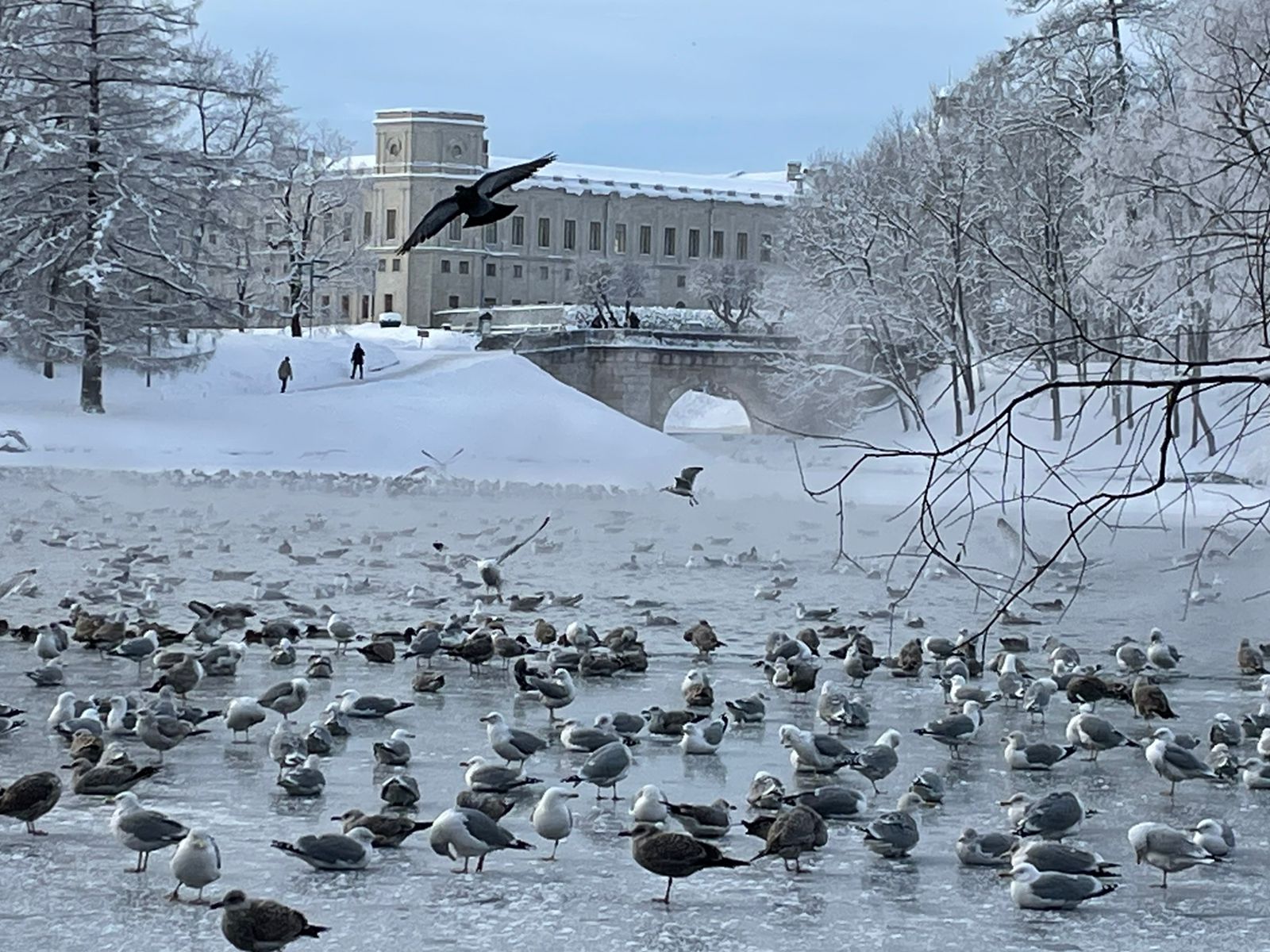 Погода гатчина сегодня по часам. Гатчинский парк зимой фото.