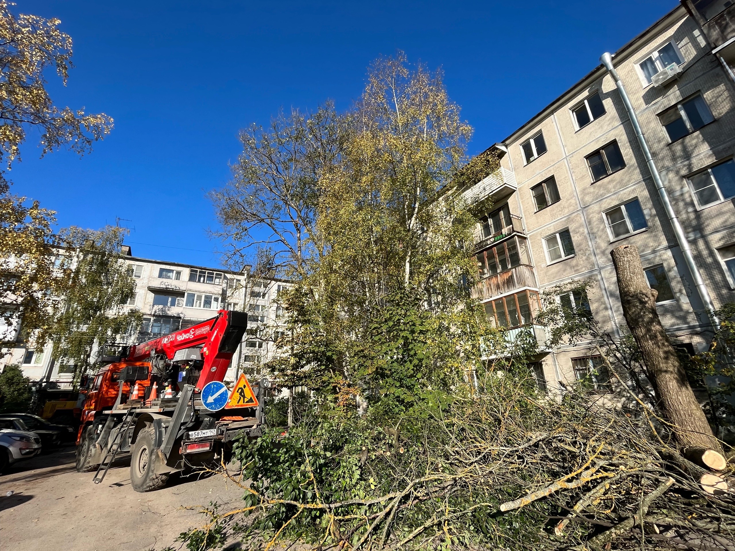 Гатчинская Служба Новостей — В Гатчине избавляются от старых деревьев